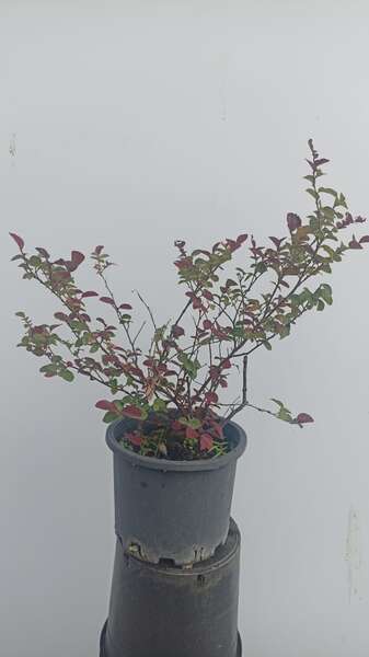 Berberis
